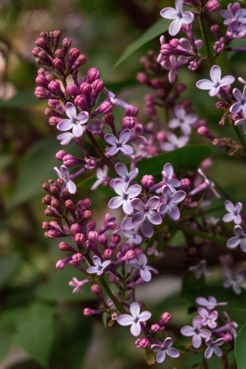 花色淡雅芳香的丁香花圖片