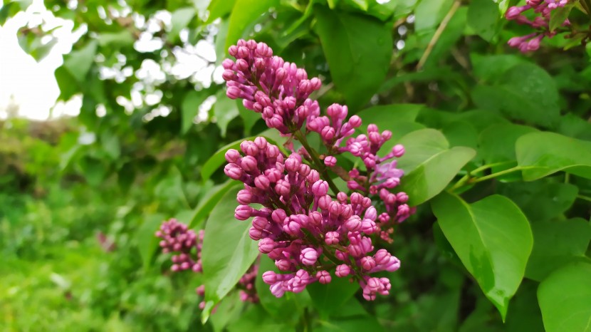 花色淡雅芳香的丁香花圖片