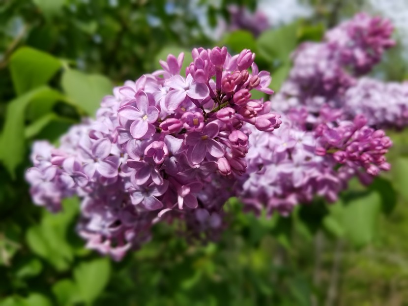 花色淡雅芳香的丁香花圖片