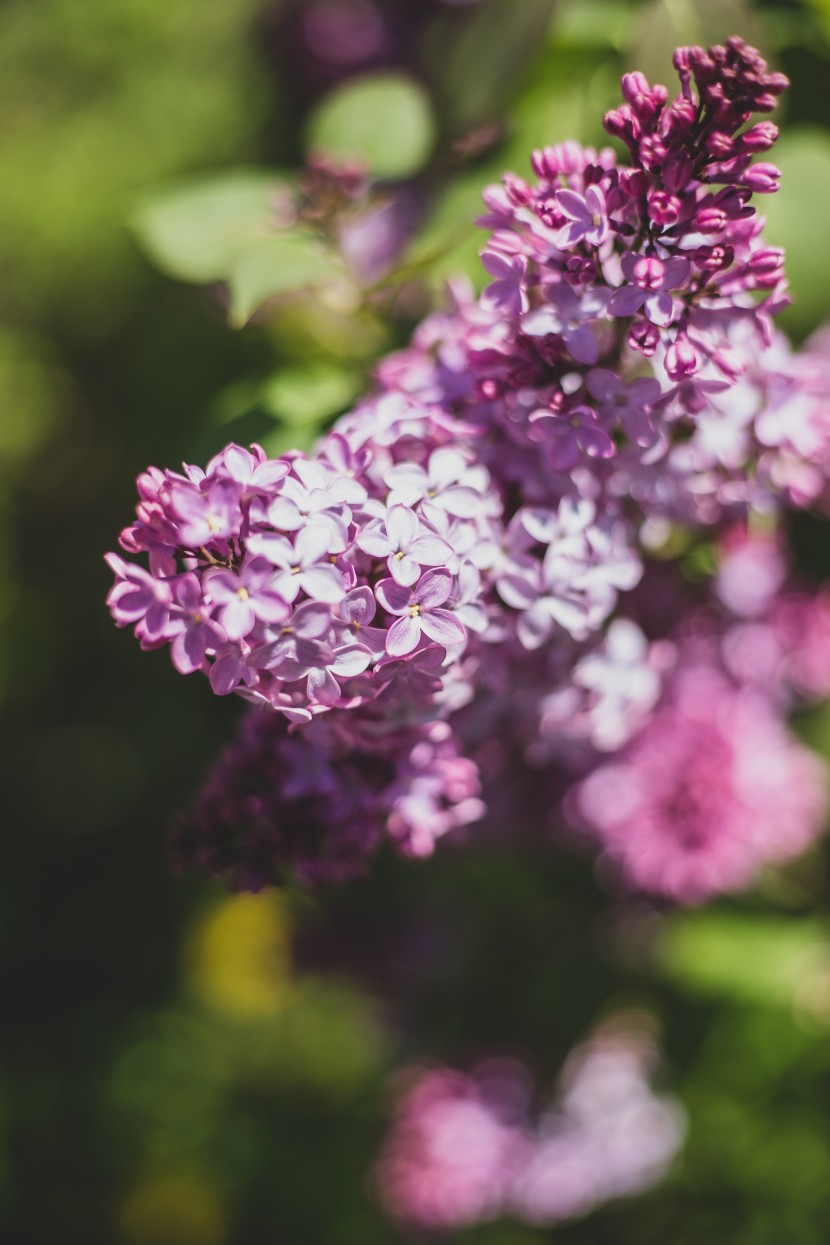 花色淡雅芳香的丁香花圖片