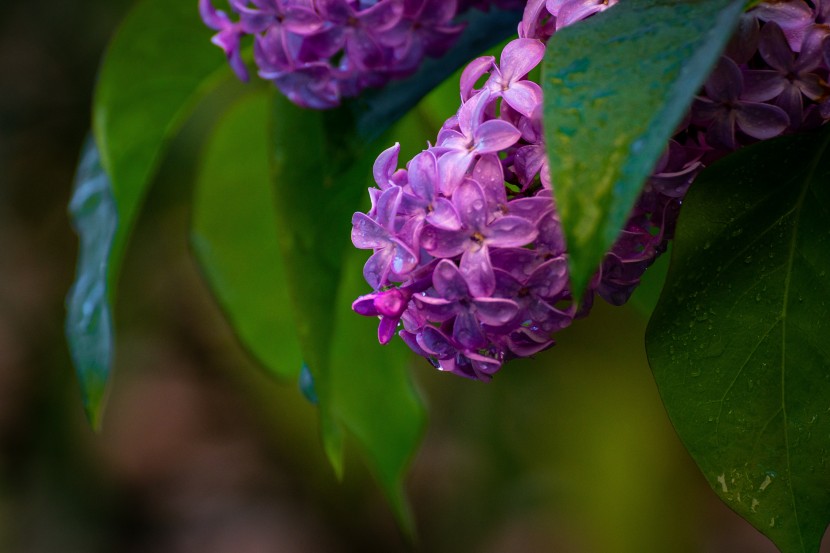 花色淡雅芳香的丁香花圖片