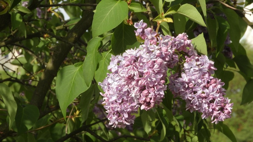 花色淡雅芳香的丁香花圖片