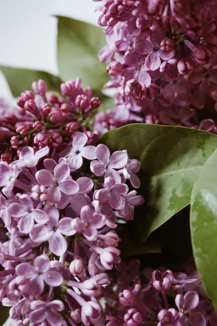 芳香宜人的丁香花圖片