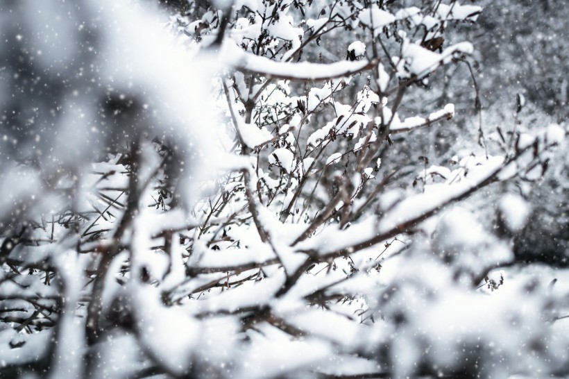 冬季樹枝上的積雪圖片