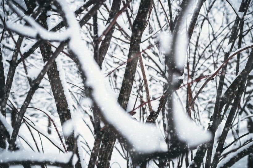 冬季樹枝上的積雪圖片