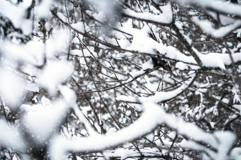 冬季樹枝上的積雪圖片