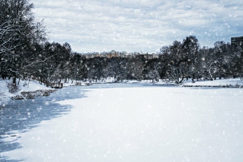 冬季樹枝上的積雪圖片