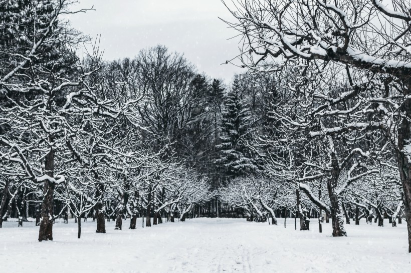 冬季樹枝上的積雪圖片