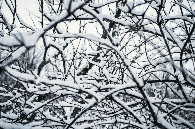 冬季樹枝上的積雪圖片