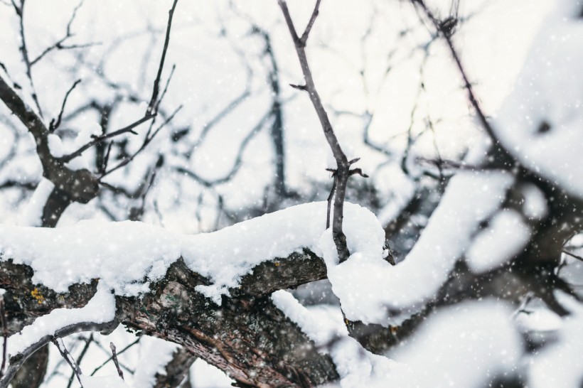 冬季樹枝上的積雪圖片