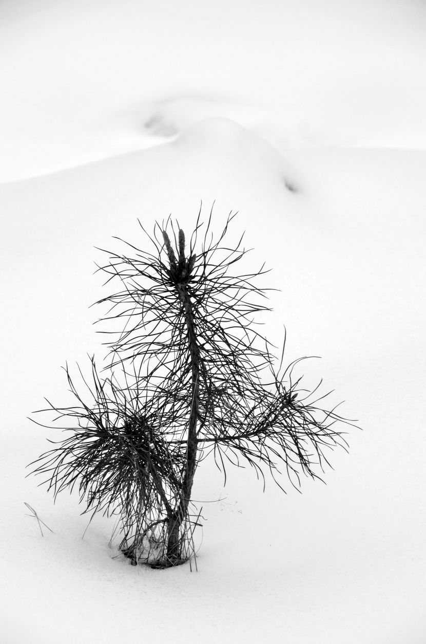 冬季黑白雪景圖片