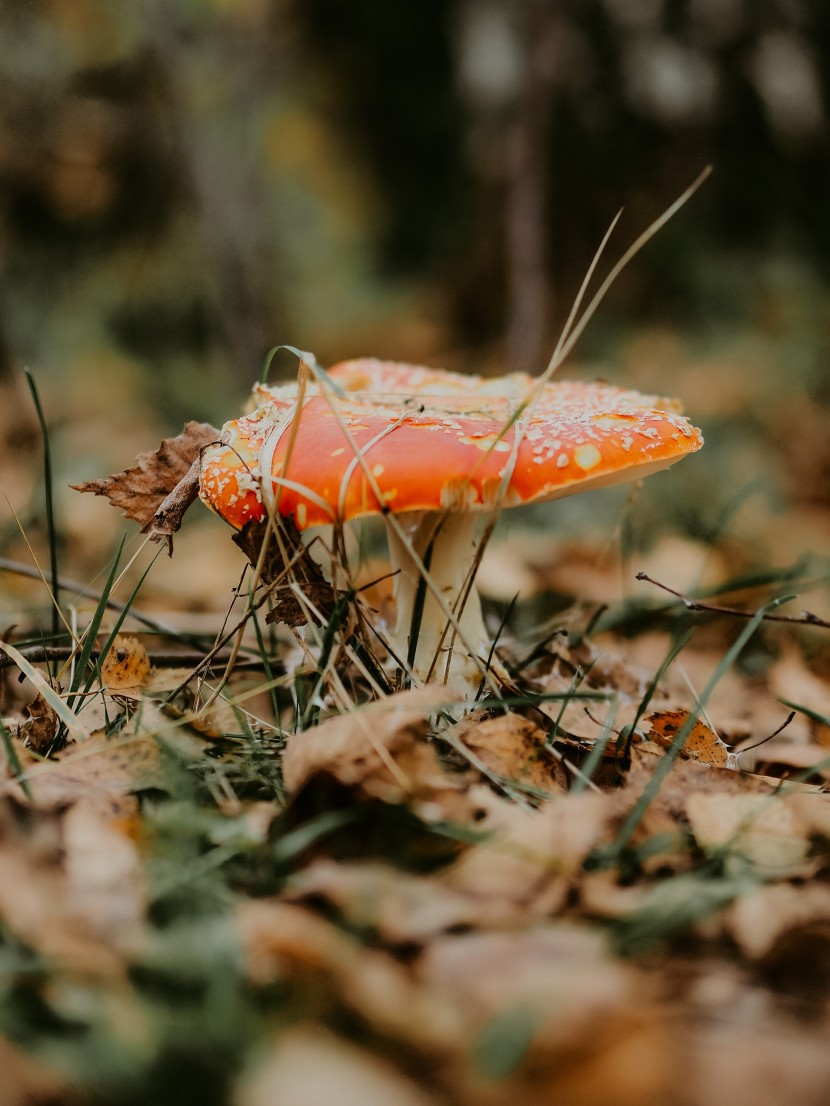 森林裡的紅色毒蠅傘蘑菇圖片