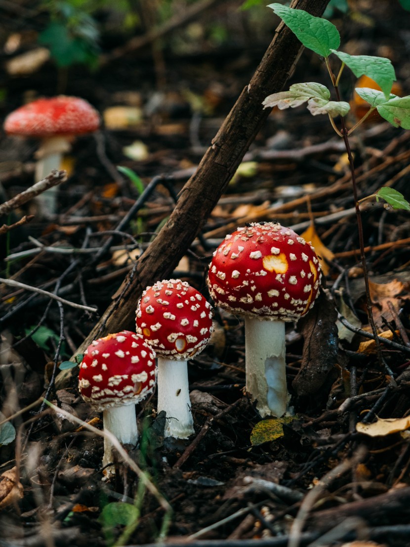 森林裡的紅色毒蠅傘蘑菇圖片