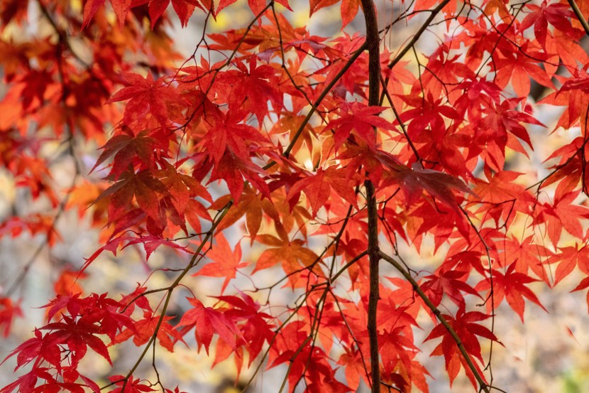 豔麗似火的紅色楓葉圖片