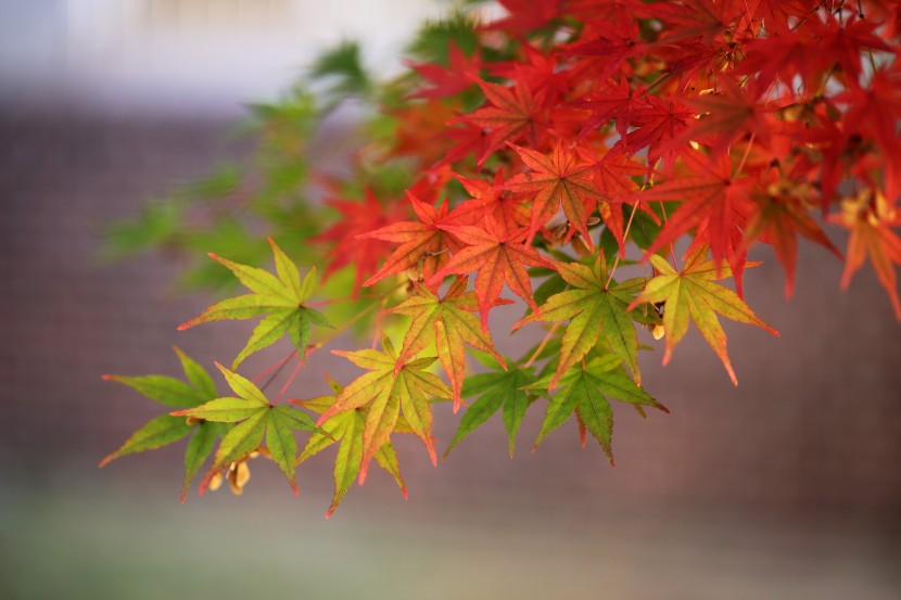 豔麗似火的紅色楓葉圖片