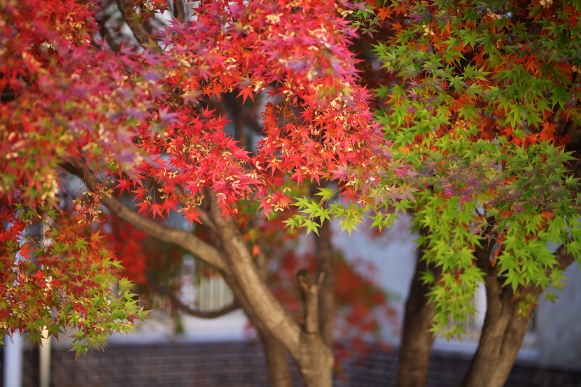 豔麗似火的紅色楓葉圖片