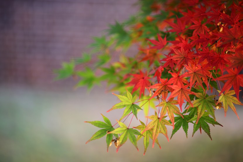 豔麗似火的紅色楓葉圖片