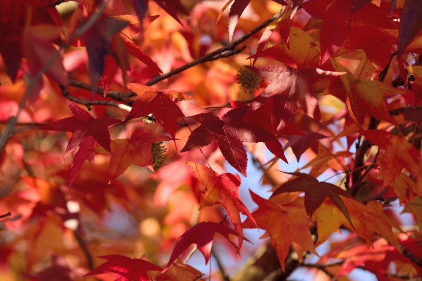 豔麗似火的紅色楓葉圖片