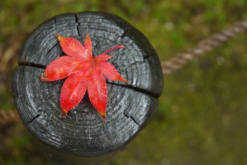 豔麗似火的紅色楓葉圖片