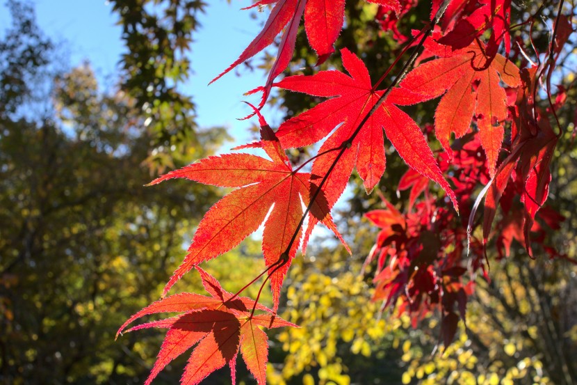 豔麗似火的紅色楓葉圖片