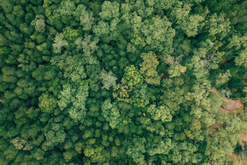 航拍綠油油的森林圖片