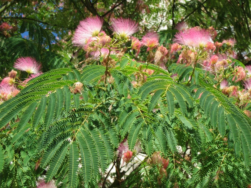 淡紅色的合歡花圖片