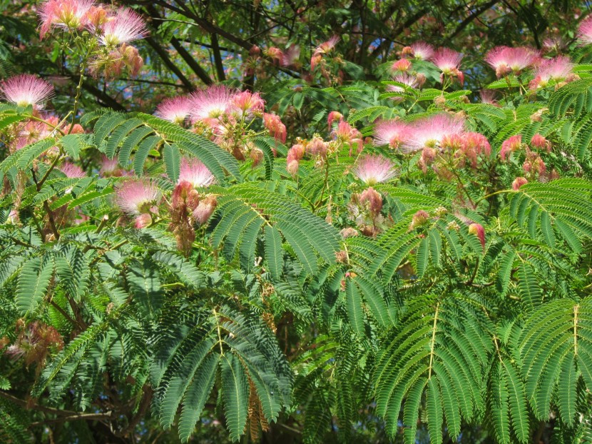 淡紅色的合歡花圖片