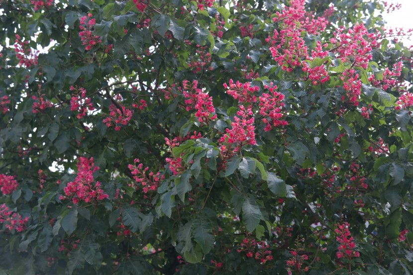 美麗的紅花七葉樹圖片