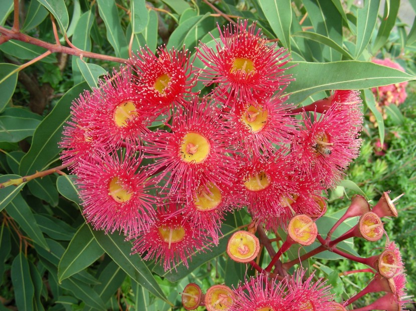 盛開的紅花傘房桉圖片