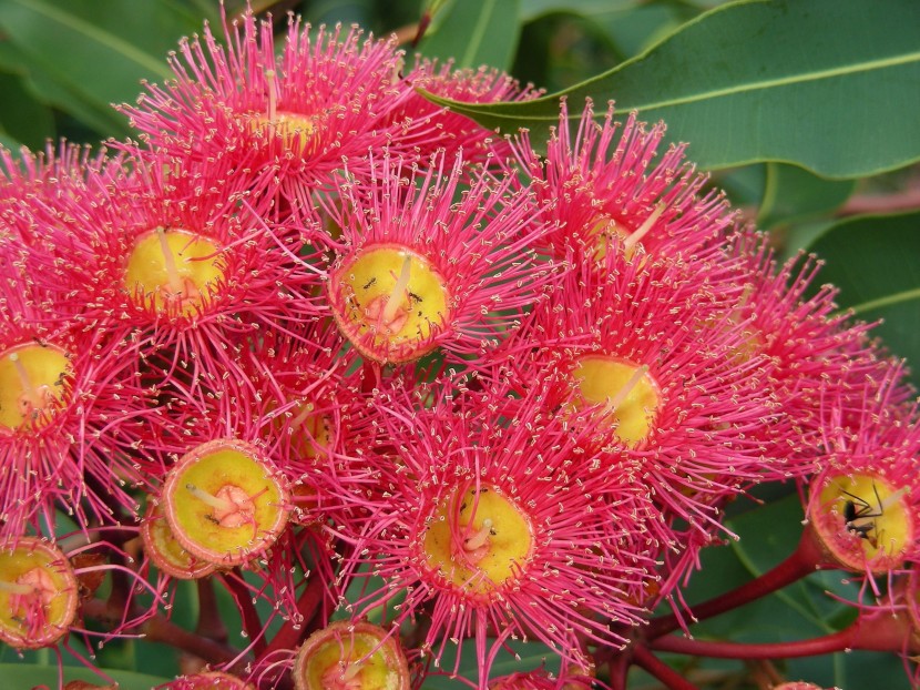 盛開的紅花傘房桉圖片