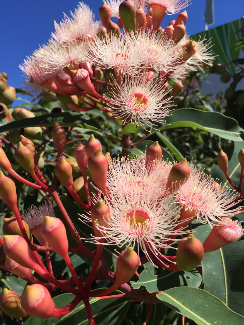 盛開的紅花傘房桉圖片