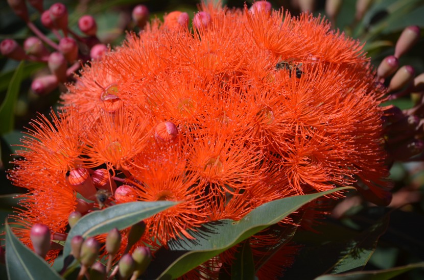 盛開的紅花傘房桉圖片