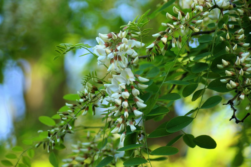 串串潔白的槐花圖片