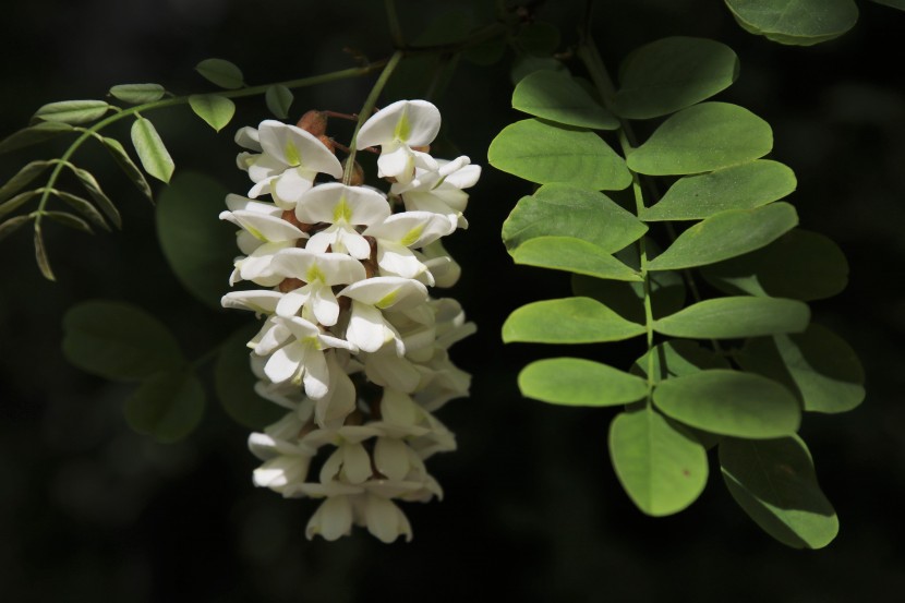 串串潔白的槐花圖片