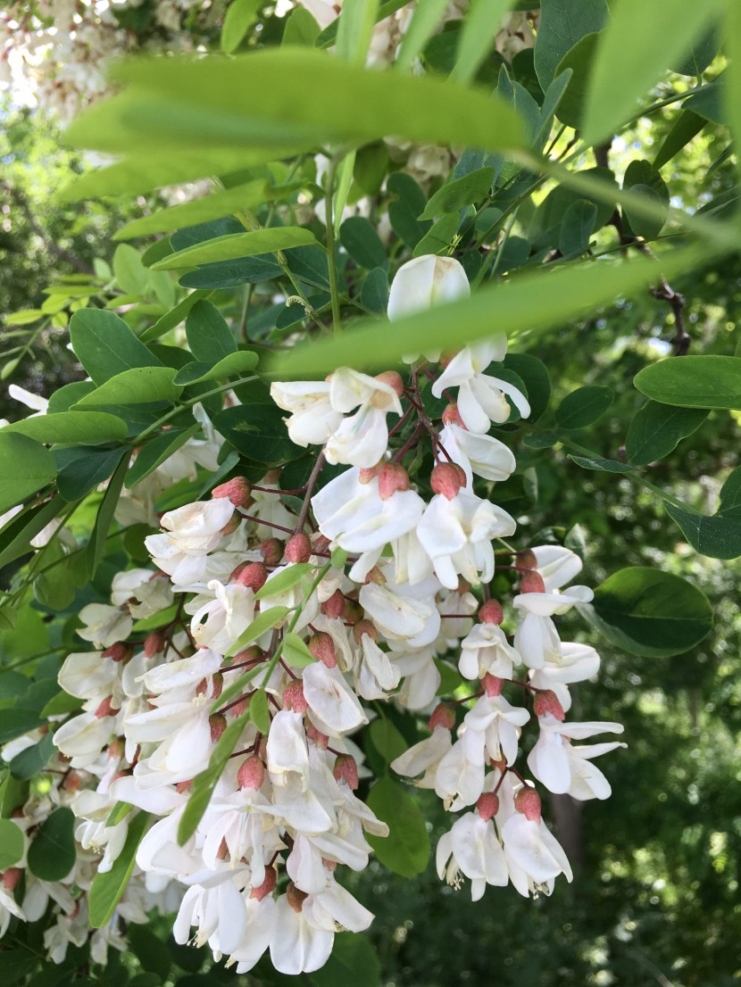 串串潔白的槐花圖片