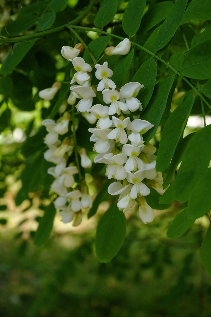 串串潔白的槐花圖片