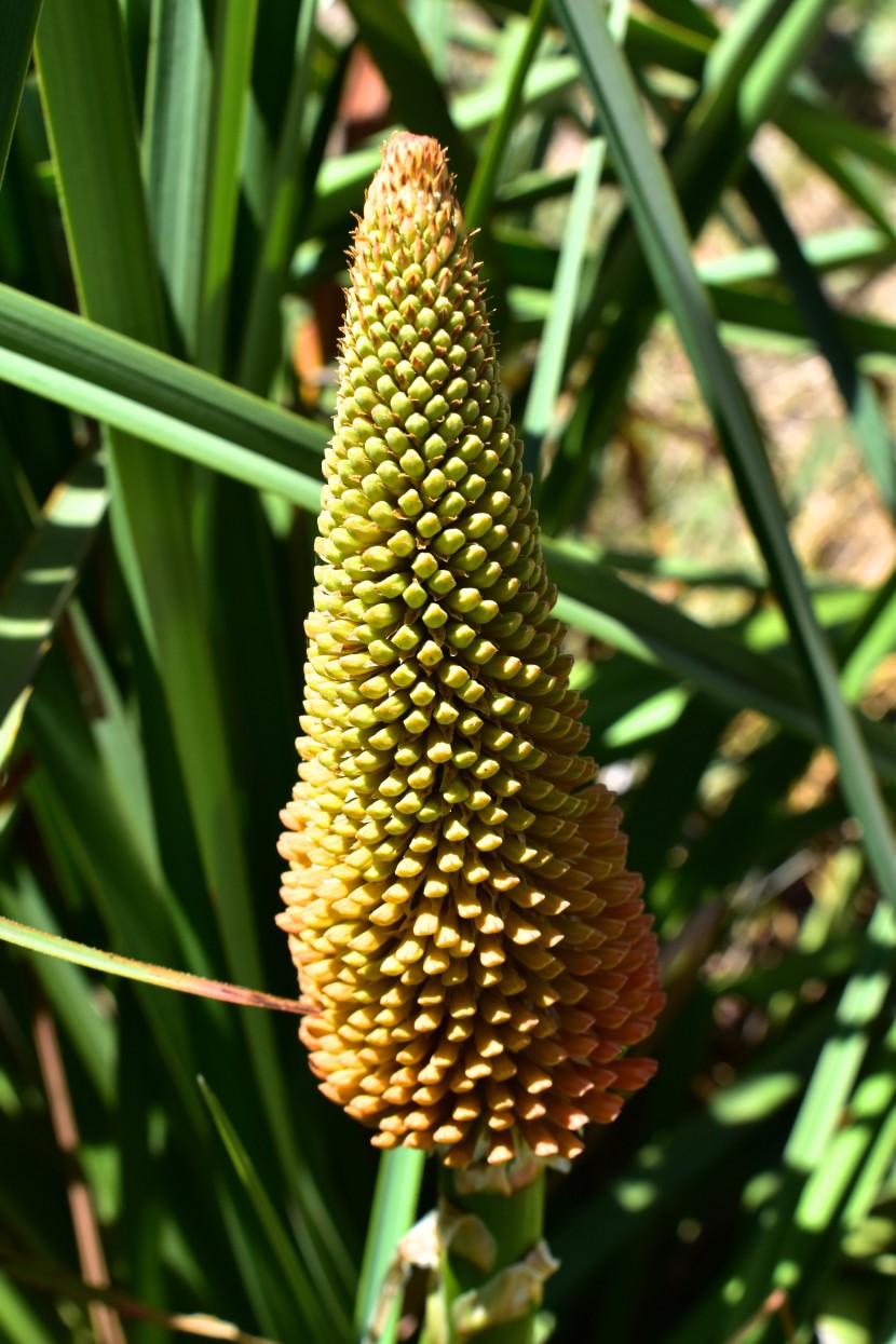 花形獨特的火炬花圖片