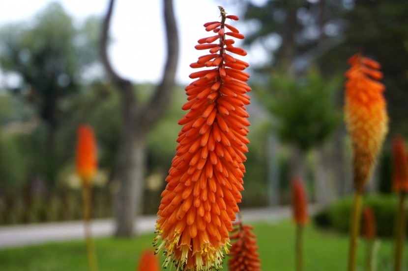 花形獨特的火炬花圖片