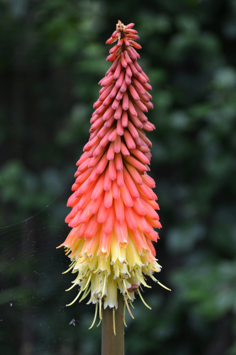 花形獨特的火炬花圖片