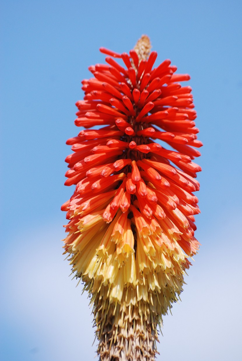 花形獨特的火炬花圖片