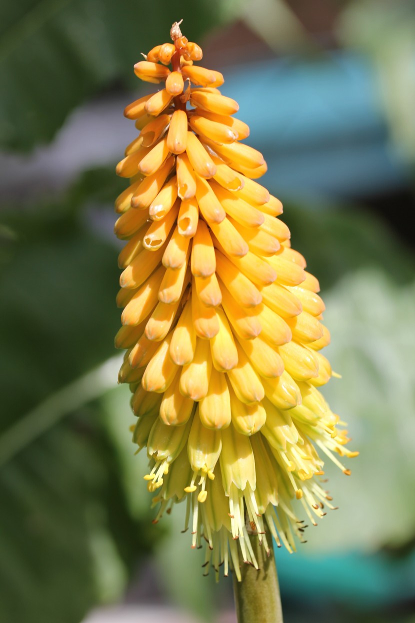 花形獨特的火炬花圖片