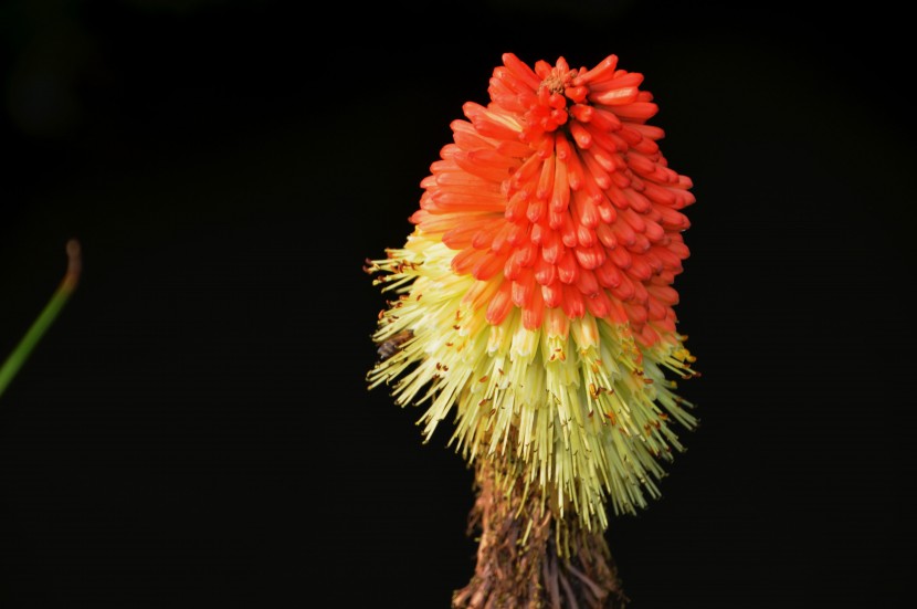 花形獨特的火炬花圖片