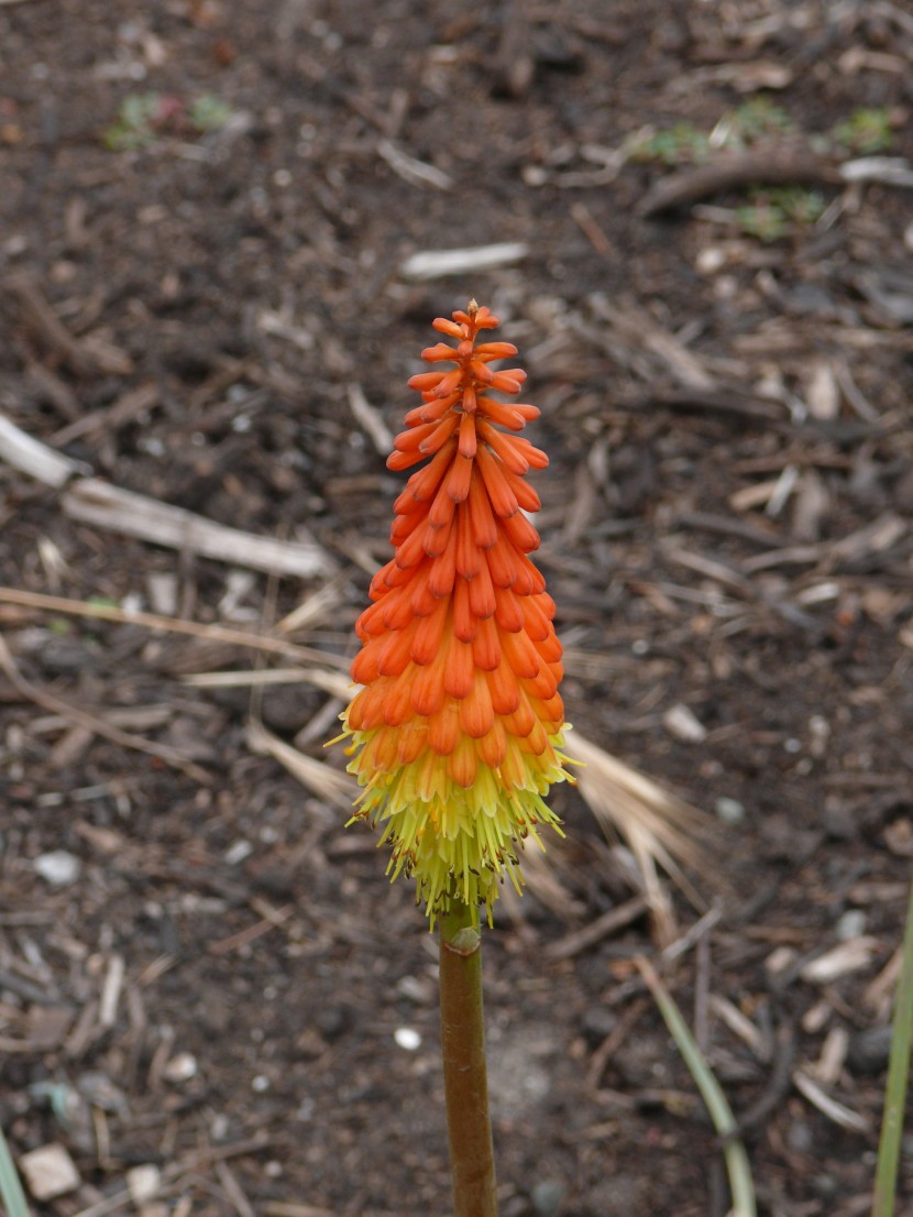 花形獨特的火炬花圖片