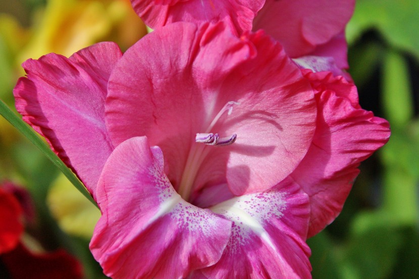 花色豔麗的劍蘭圖片