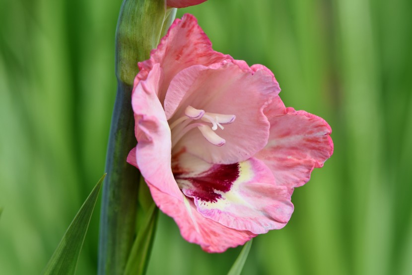 花色豔麗的劍蘭圖片