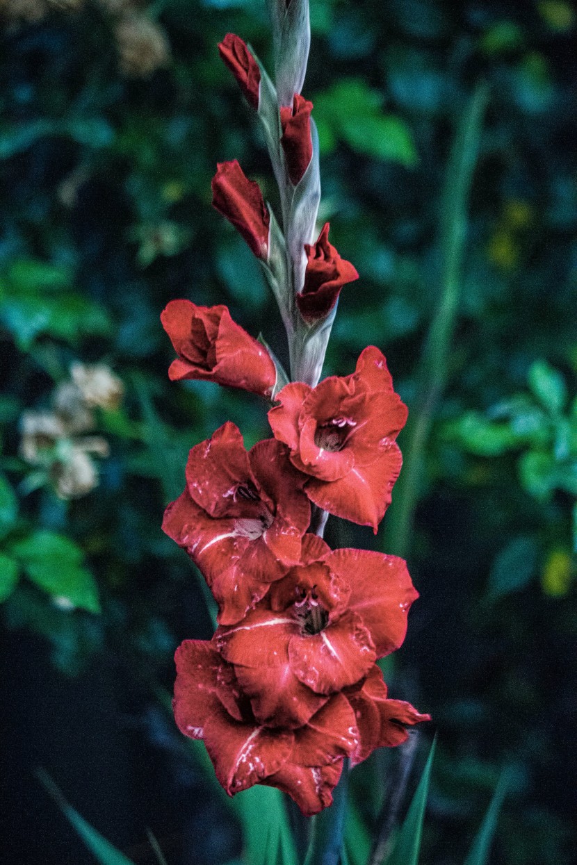 花色豔麗的劍蘭圖片