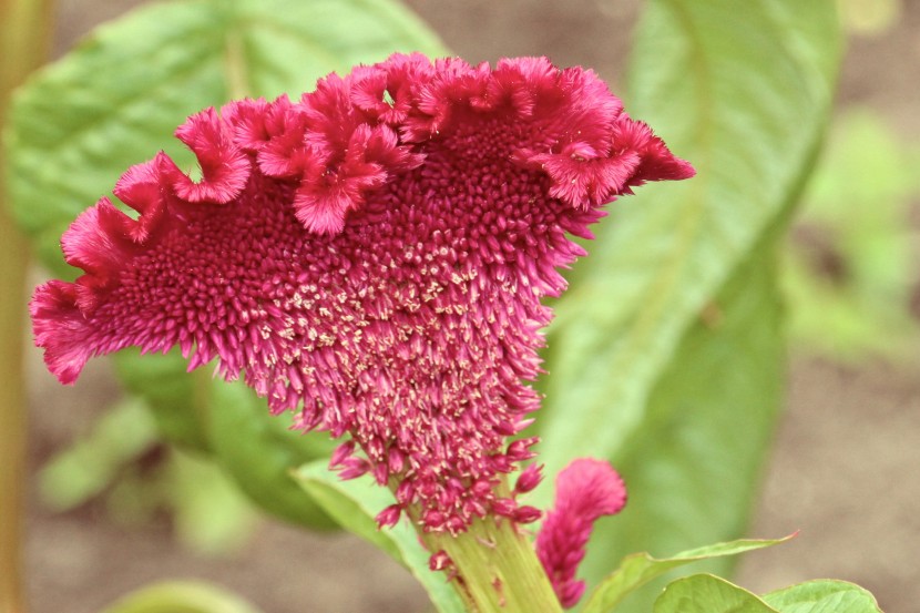 豔麗可愛的雞冠花圖片