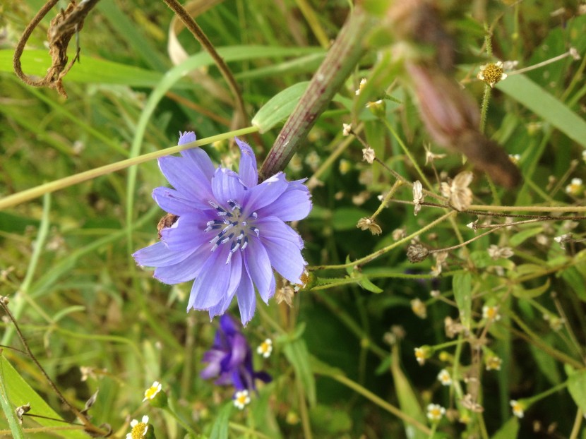 花色青藍的菊苣圖片