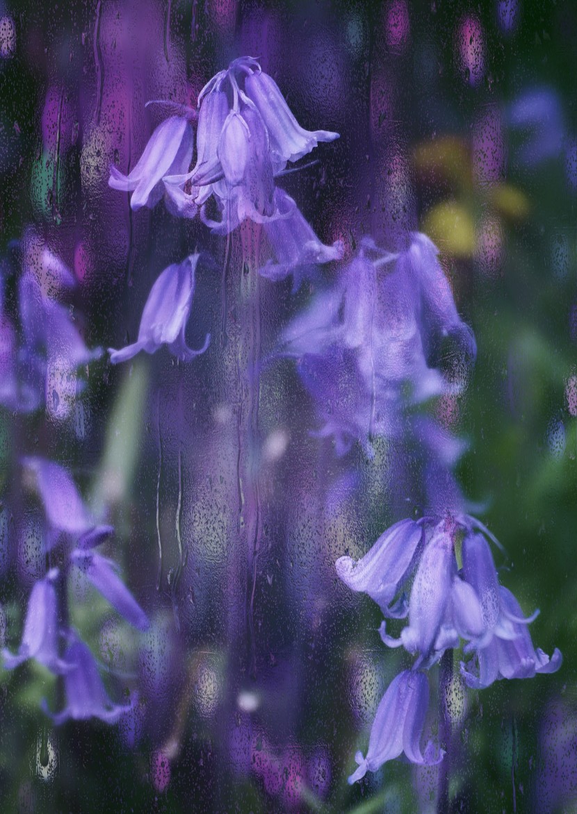 花色明麗的藍鈴花圖片