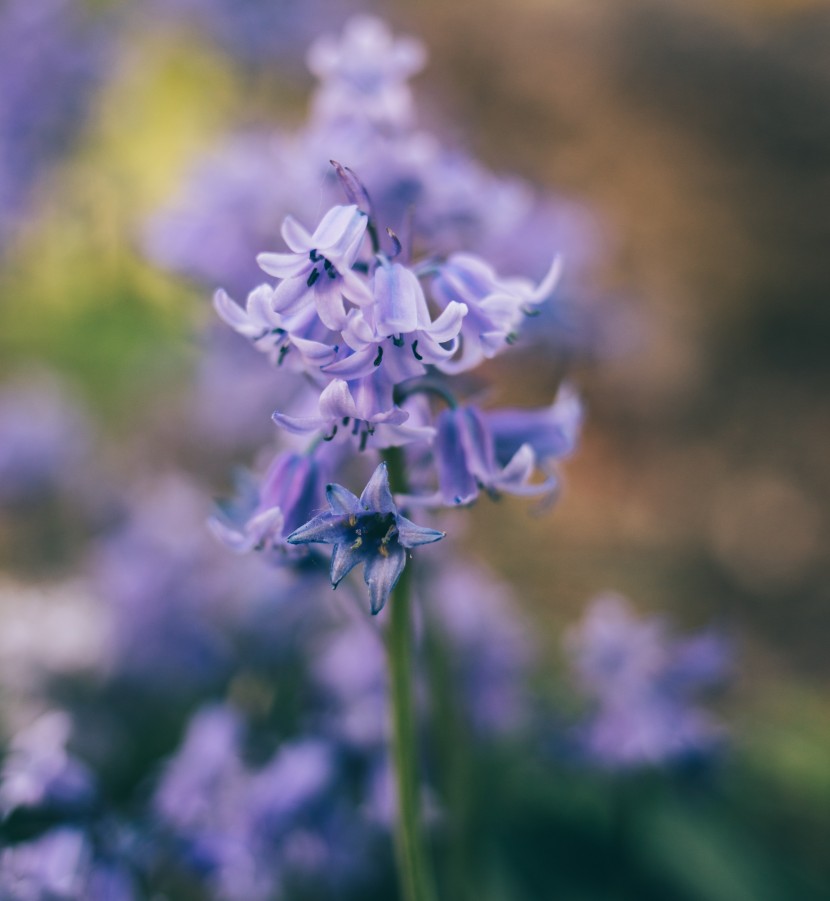 花色明麗的藍鈴花圖片